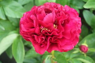 Paeonia Ole Faithfull